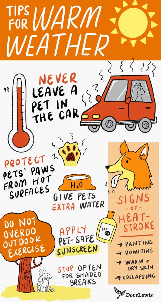 Hot weather pet safety tips