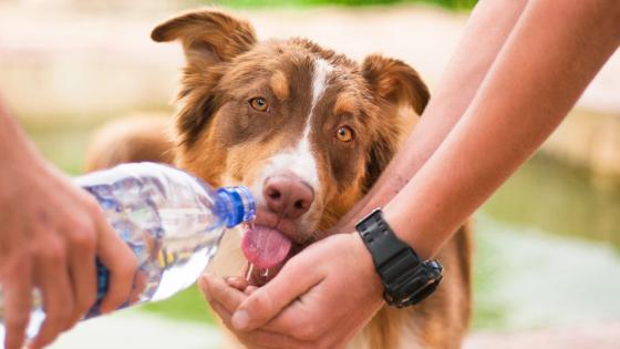Prevent heatstroke in pets