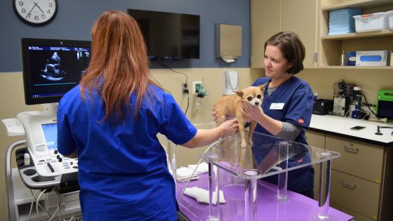Echocardiograms for Dogs and Cats