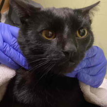 juvenile male black cat intact WGD12555