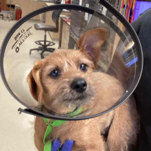 A small young brown terrier mix dog is wearing an e-collar and is held by a person wearing blue surgical gloves and a black vest in an emergency room treatment area