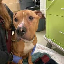 FOUND DOG: Adult Male Brown/White Pit Bull Mix - MGD12666