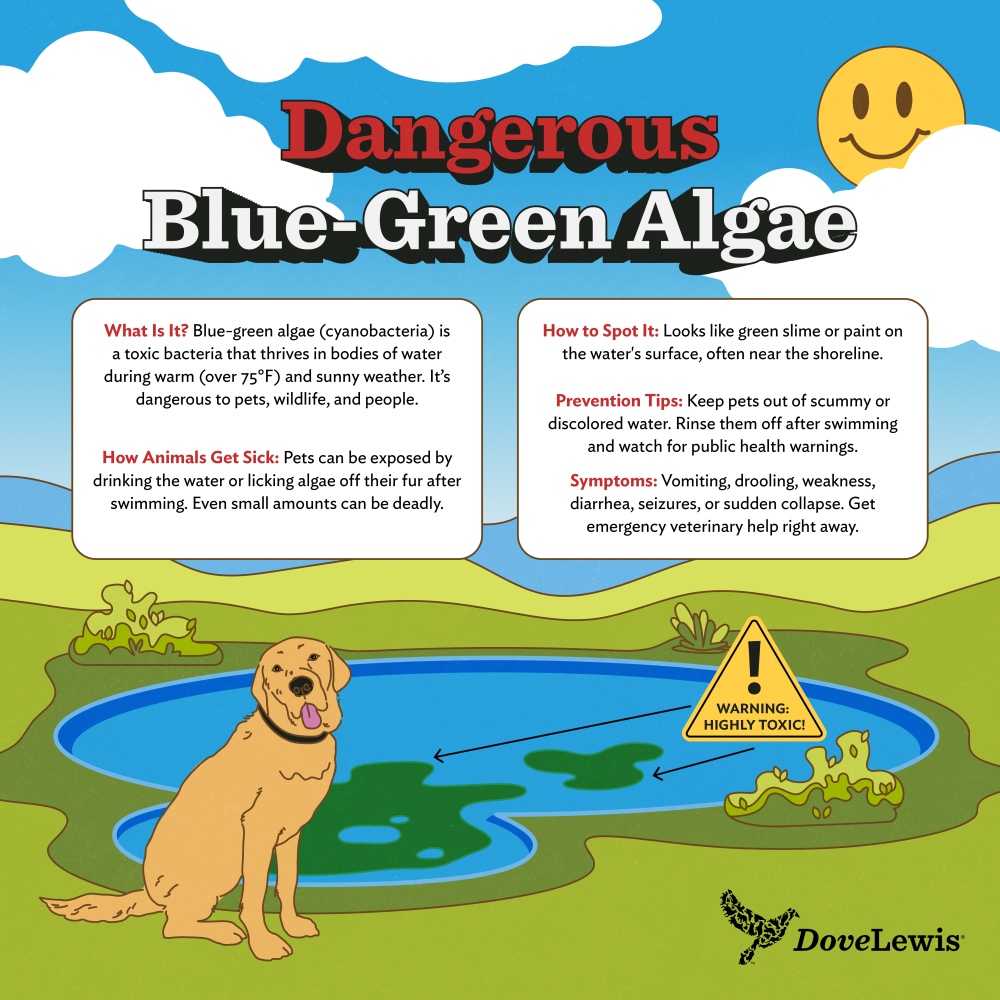 toxic algae pets