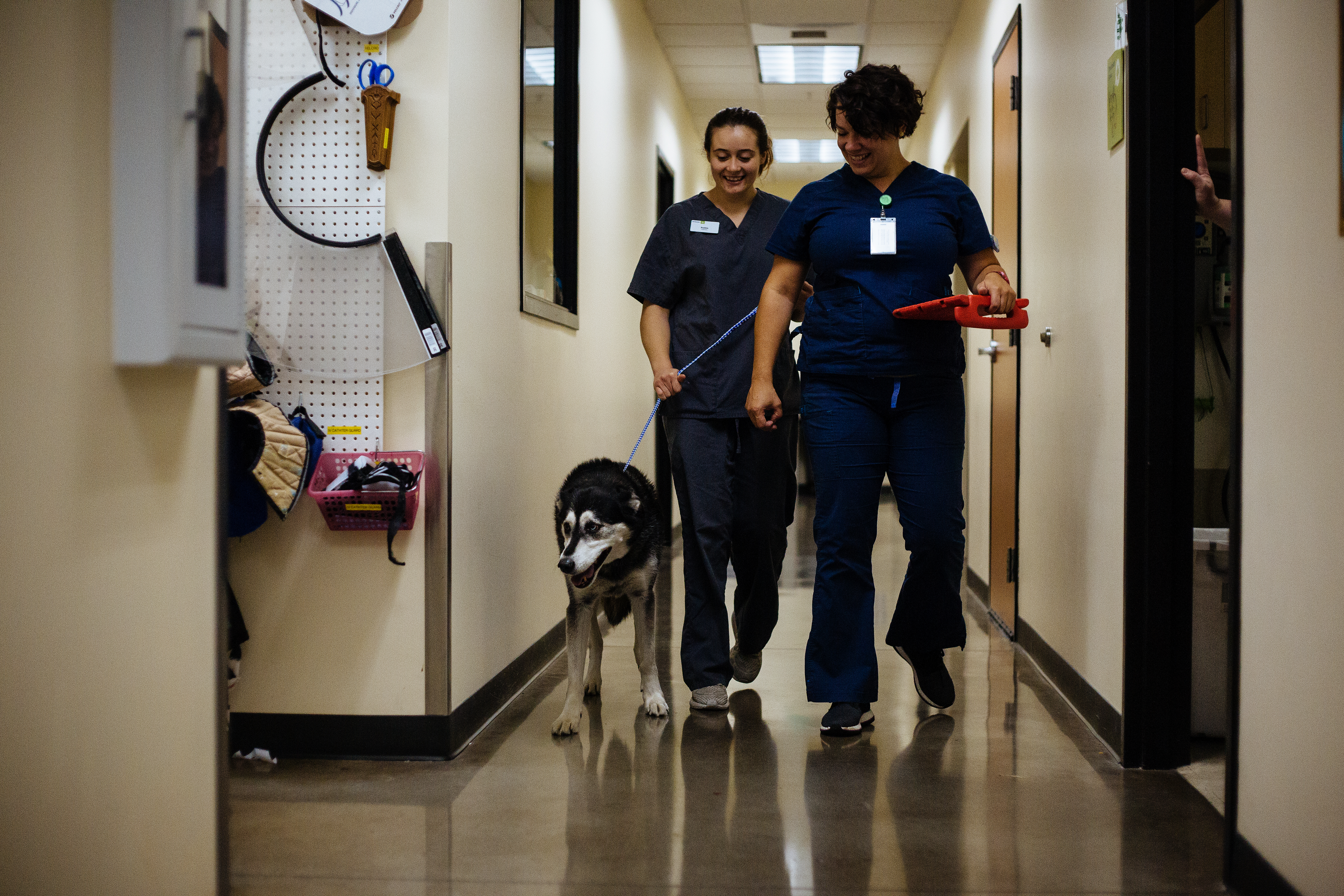 DoveLewis Emergency Animal Hospital Portland Veterinarians
