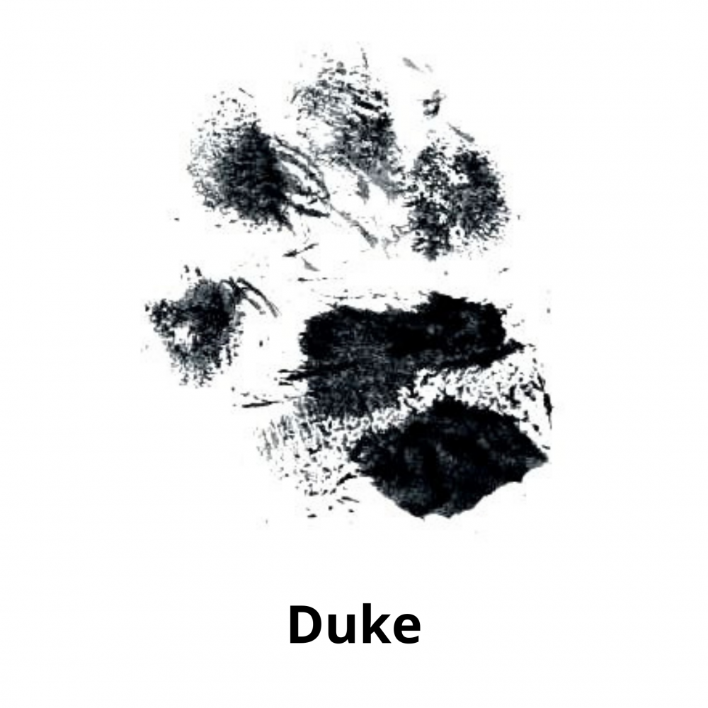 paw prints