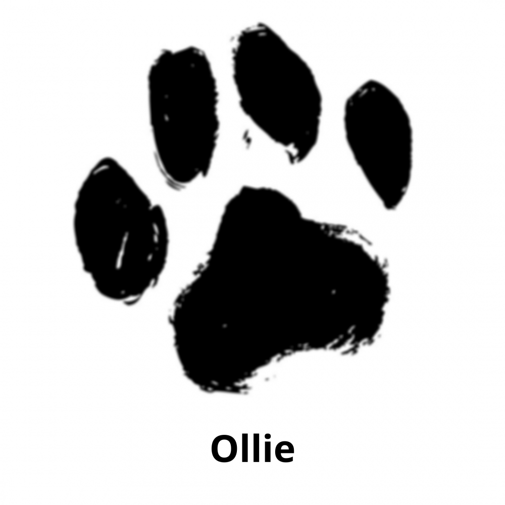 ollie paw
