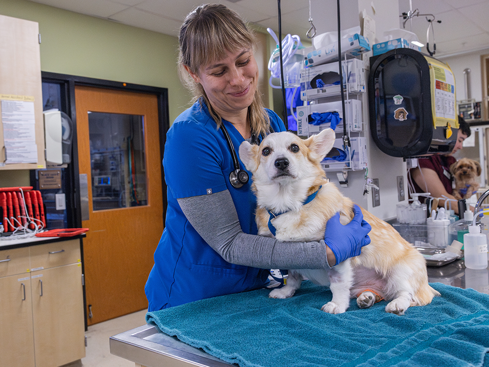 Emergency Veterinary Holds Dog Patient in ER Setting