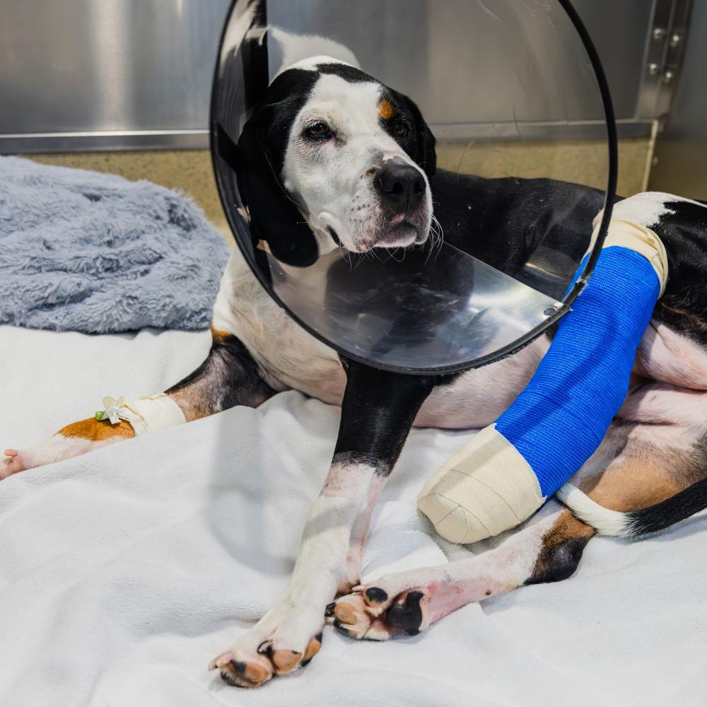 dog in leg cast at emergency animal hospital