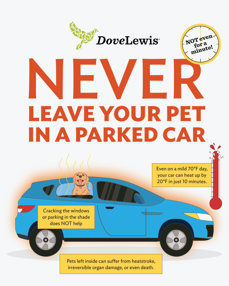 pet car safety