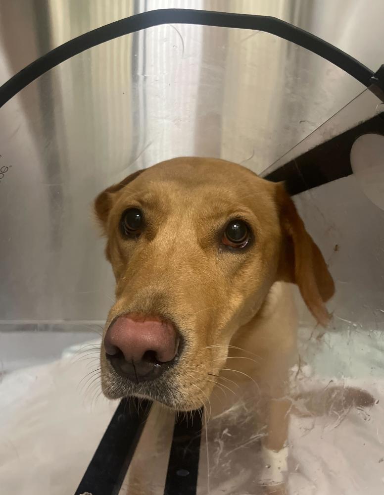 dog water safety