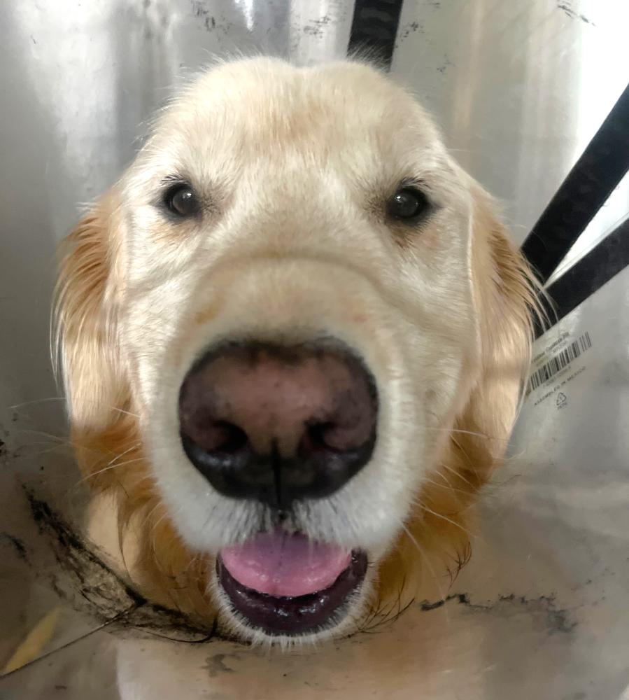 dog chocolate portland