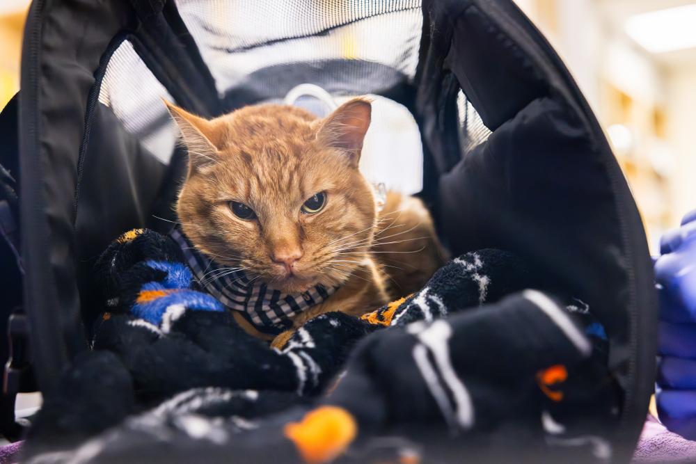 cat in carrier in animal er