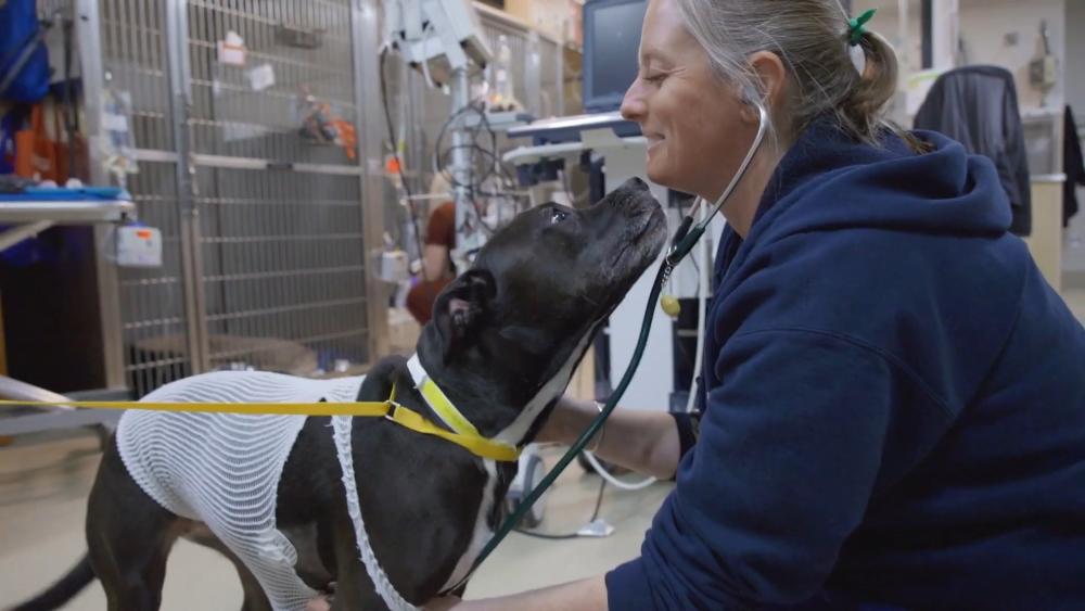 dog kissing technician in animal hospital