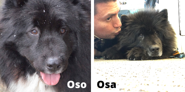 Oso + Osa