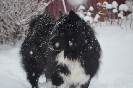 Oso in snow
