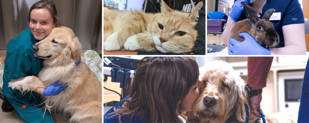 Cat patient animal nonprofit