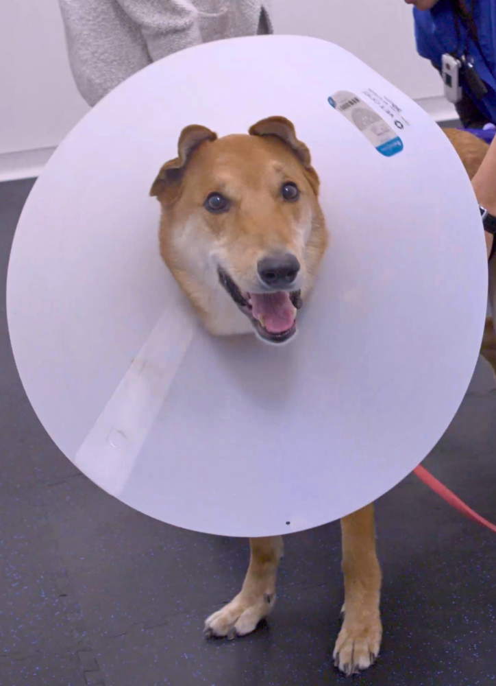 dog in cone