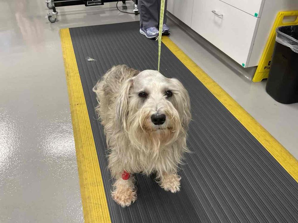 dog in neurology about to get examined