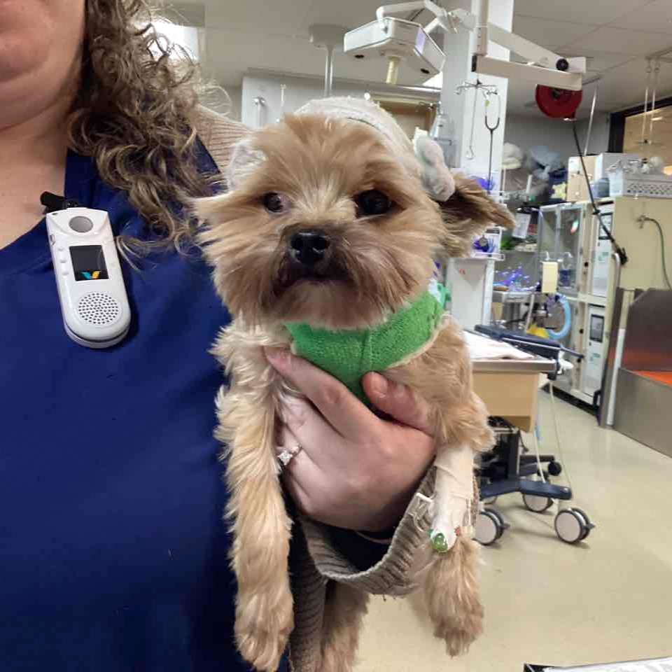 dog in ICU with bandaged head