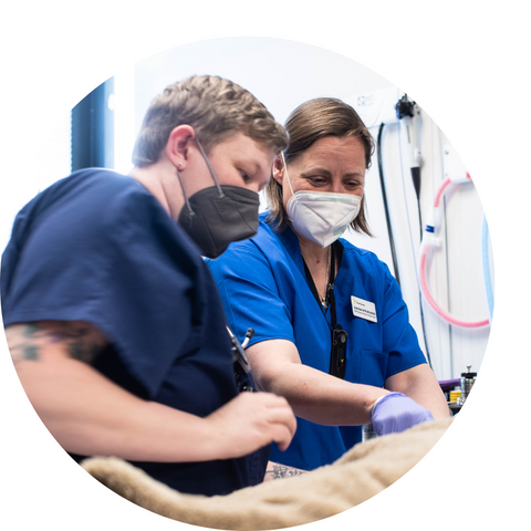 veterinary job