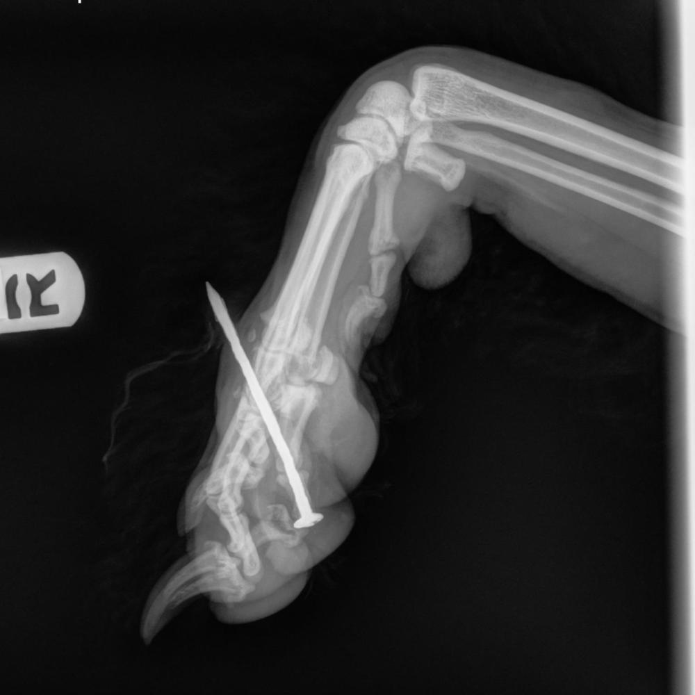 portland pets winter