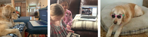 Virtual therapy dog visits