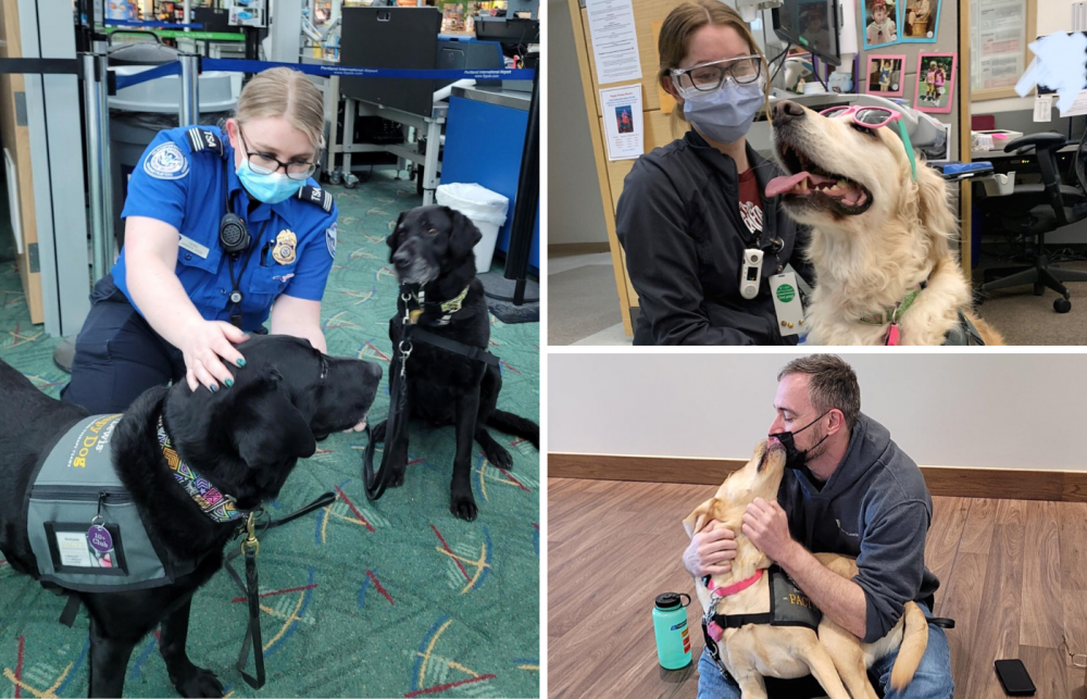 Portland Area Canine Therapy Teams | DoveLewis