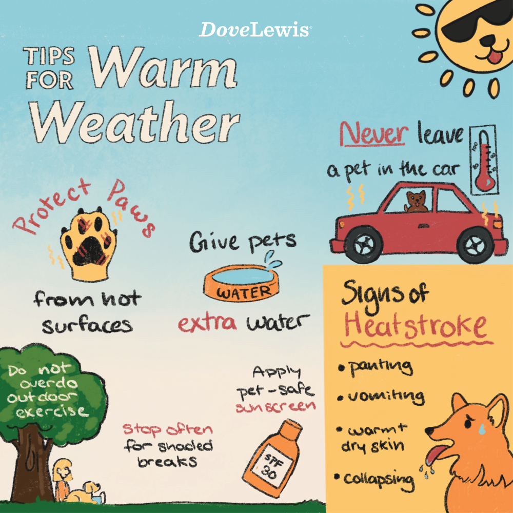 Pet Tips for Warm Weather