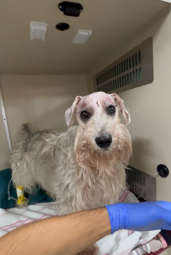 dog post-brain surgery to remove skull tumor