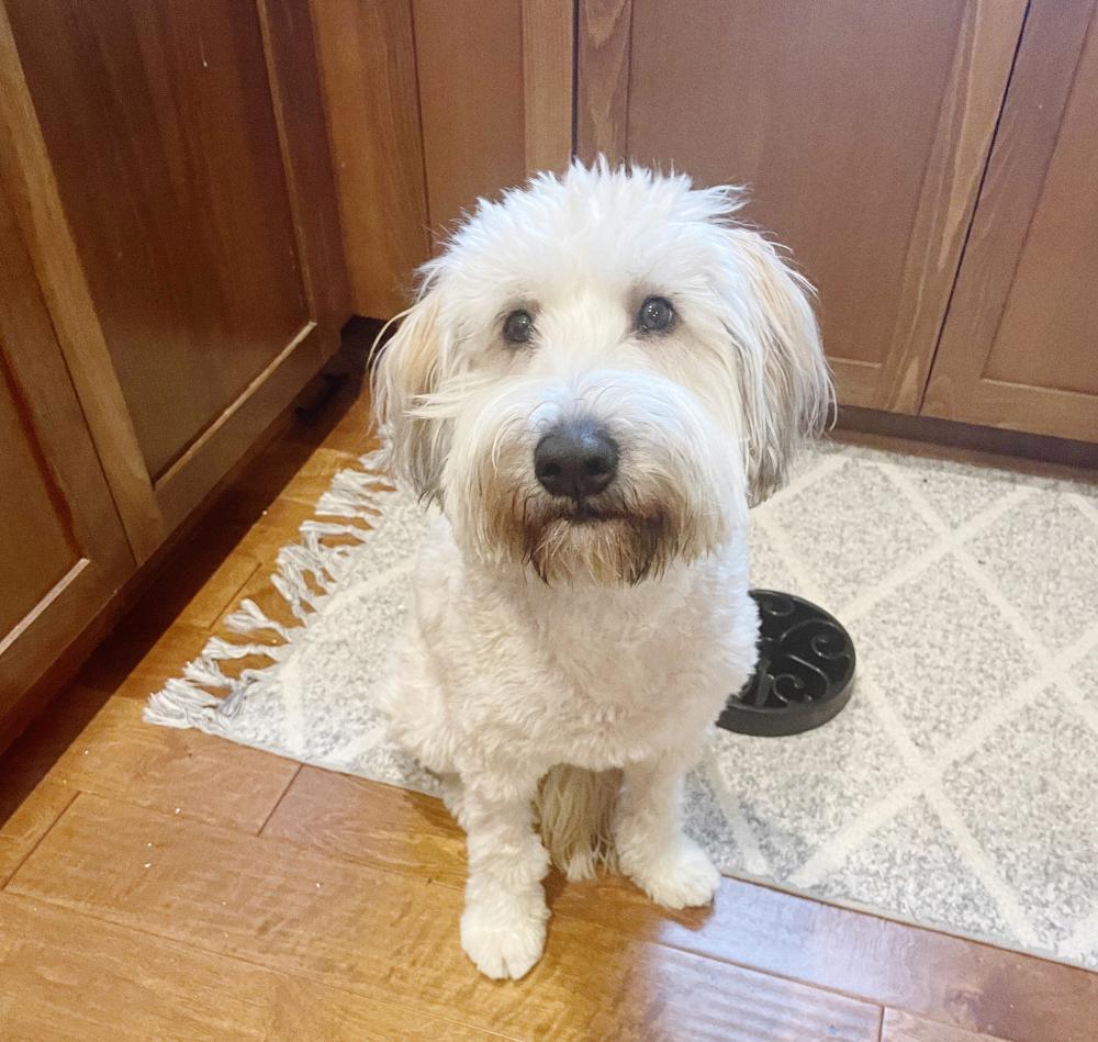 dog