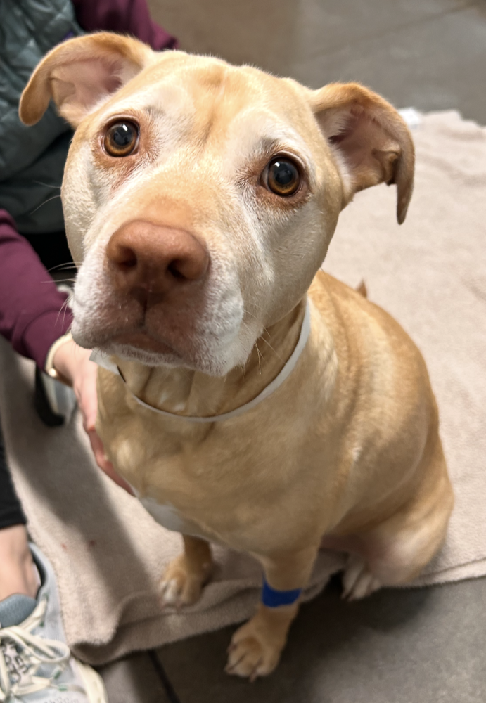 dog in animal er in portland or