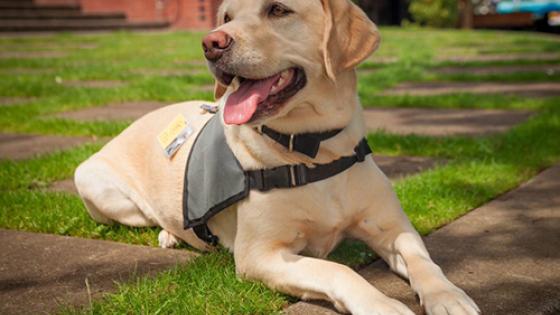 career change guide dogs