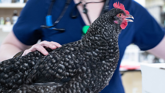 Exotic Veterinary Care | DoveLewis Exotic Veterinary Care | DoveLewis