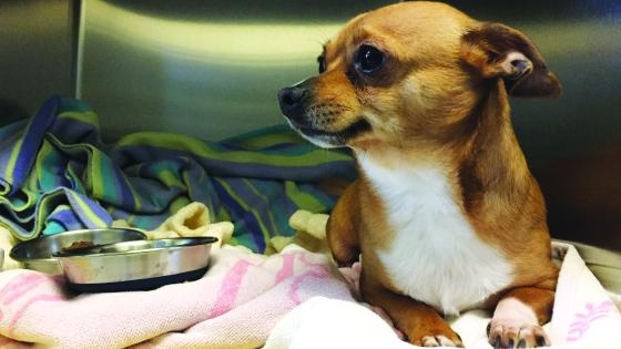 DoveLewis Emergency Animal Hospital Press Releases on Pet Health