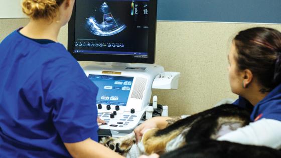 DoveLewis Emergency Animal Hospital Blog on Pet Health