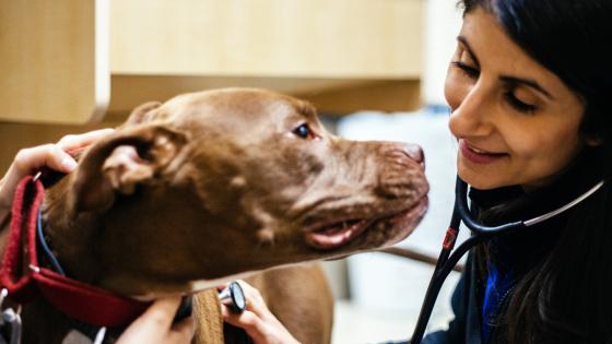 DoveLewis Emergency Animal Hospital Blog on Pet Health