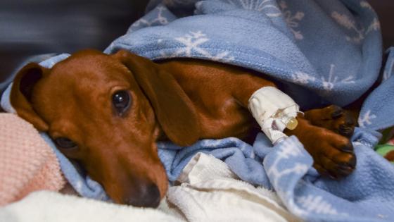 DoveLewis Emergency Animal Hospital Blog on Pet Health
