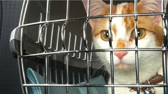 DoveLewis Emergency Animal Hospital Press Releases on Pet Health