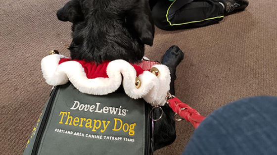 Therapy Dogs Portland