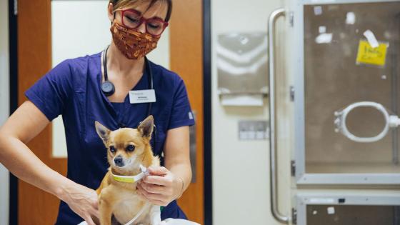 A DoveLewis staff member cares for a chihuahua in the Intensive Care Unit