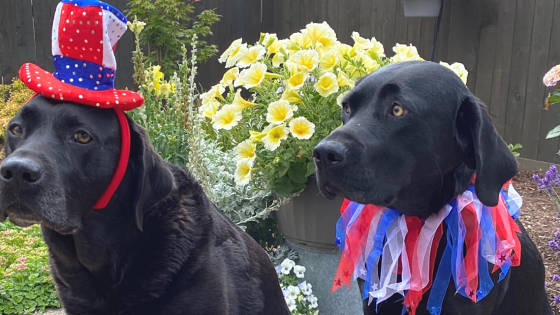 fourth of july pet safety