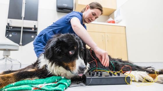 Oskar at the Pain Management Clinic