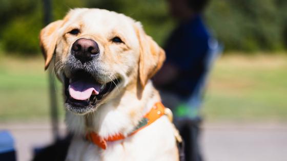 Throw a Bark-tastic BBQ while Keeping Your Pets Safe!