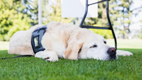Cool Ideas for Hot Pets: Creative Ways to Beat the Heat