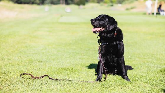 Heatstroke in Cats & Dogs