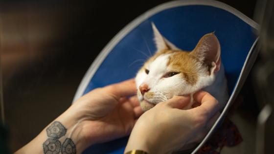 cat pain management