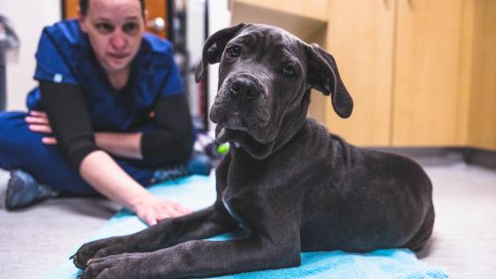 heart murmur dogs