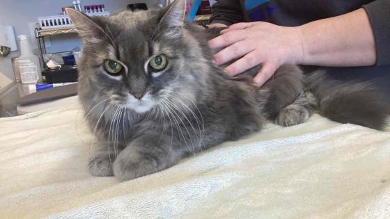 cat kidney disease