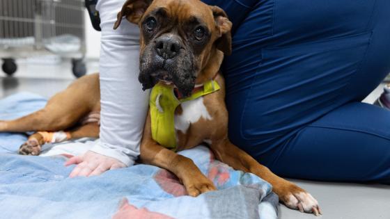 dog brain surgery