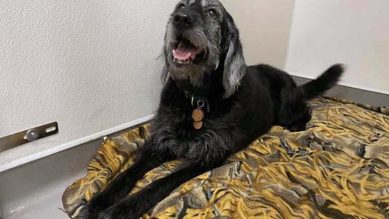 dogs salmon poisoning